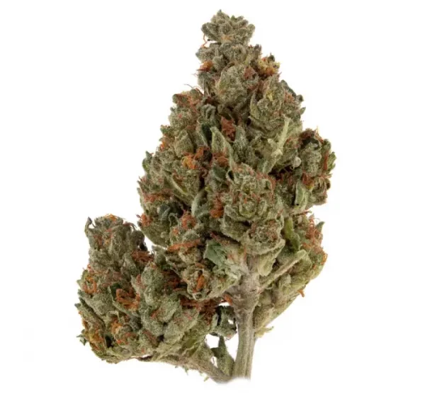 Blue Cheese CBD – Image 3